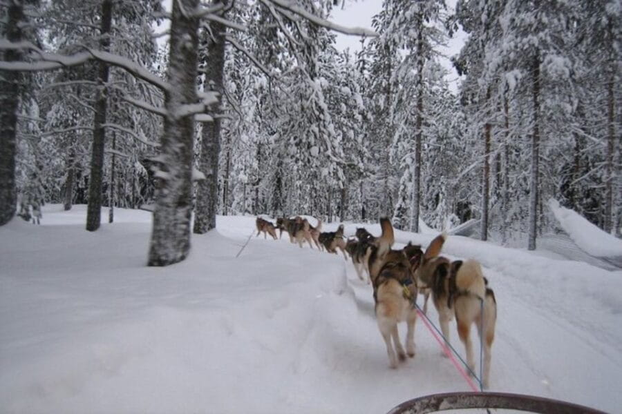 Sirkka: Husky Sled Ride in Levi - Final Thoughts: Is It Worth It?