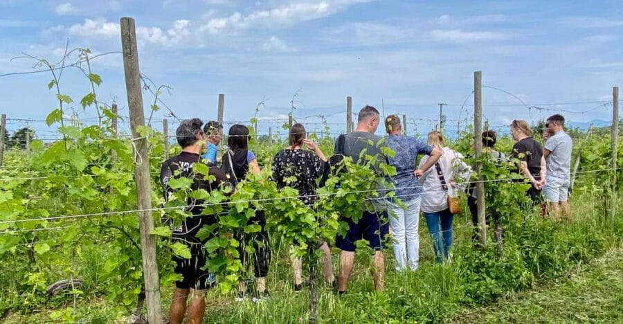 Sirmione: Vineyard Tour with Lugana Wines and Local Tastings - Inside the Cellar: From Grape to Glass