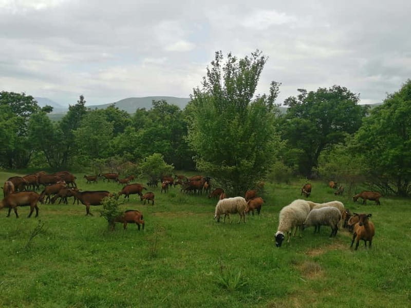 Skopje: Brodec  Spirova Hut  Crn Kamen Hike Tour - Logistics, Duration, and Practicalities