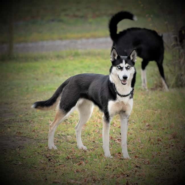 SLED DOG KENNEL VISIT TARTU COUNTRY ESTONIA - Who Will Love This Experience?