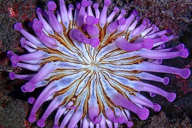 Small Group Snorkeling in Abades Bay with Licensed Guide - The Value of the Experience: Price, Equipment, and Personal Touch