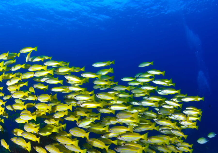 Snorkeling for beginners in crystal clear sea of Halkidiki - The Itinerary: What You’ll Do Step-by-Step