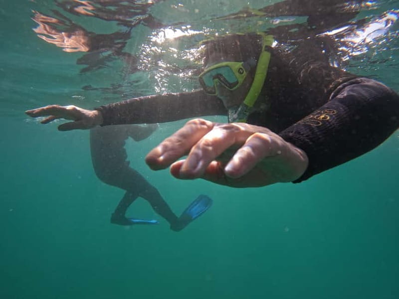 Snorkeling in tenerife south: Discover the underwater world - Who Is This Snorkeling Experience Best For?