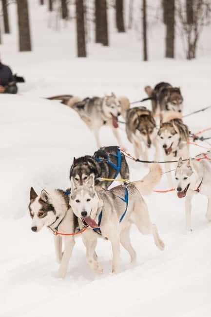 Snowy Trails Husky Safari (5 Km) - The Full Experience: What You Can Expect from Start to Finish