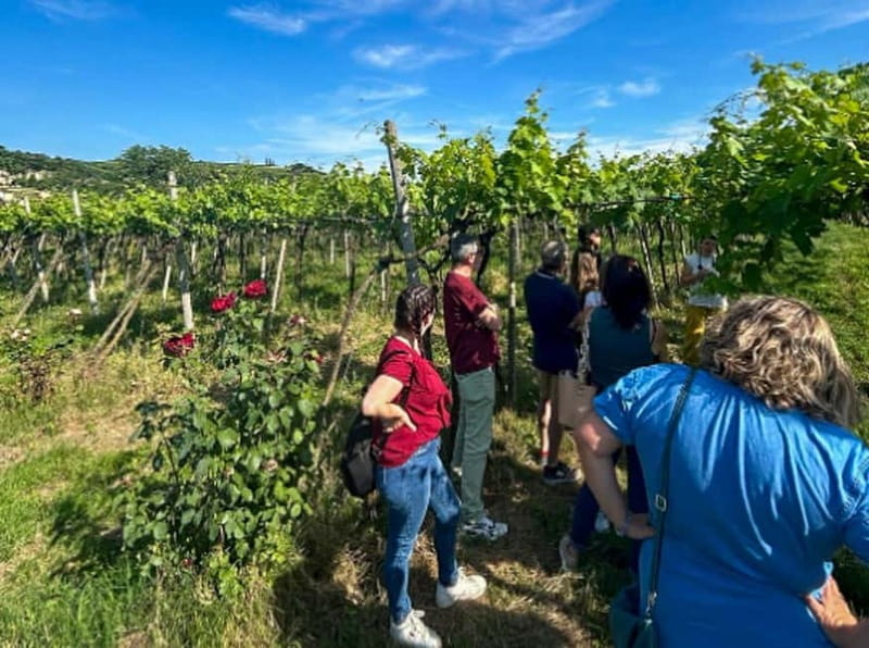 Soave: Wine Tasting and Vineyard Tour in Historical Centre - Why this tour stands out: Key features