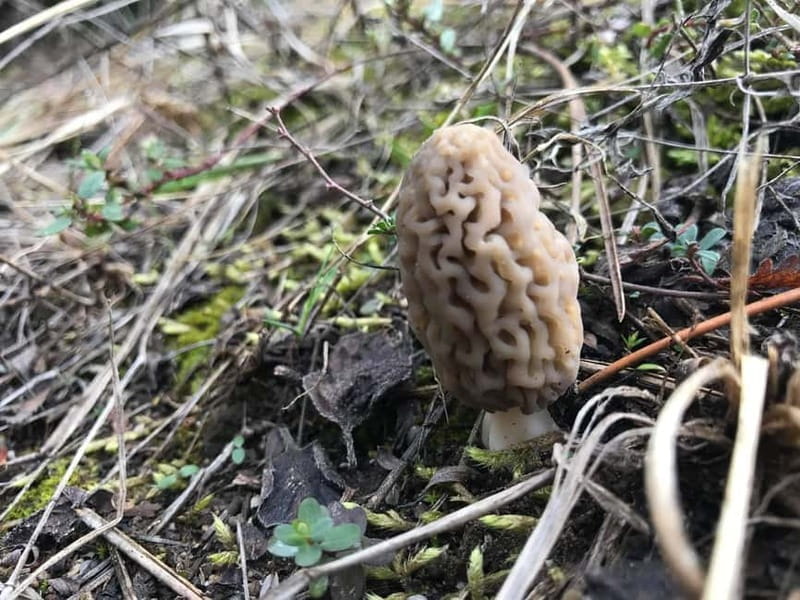 Sofia: Culinary Adventure To The Fungi And Botanical Kingdom - An In-Depth Look at the Experience