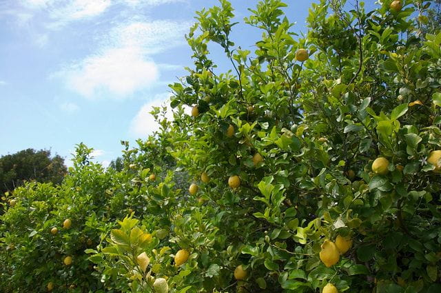 Sorrento farm by tuk tuk: pizza,limocello and cheese tasting - Breaking Down the Itinerary: What You’ll Actually Do