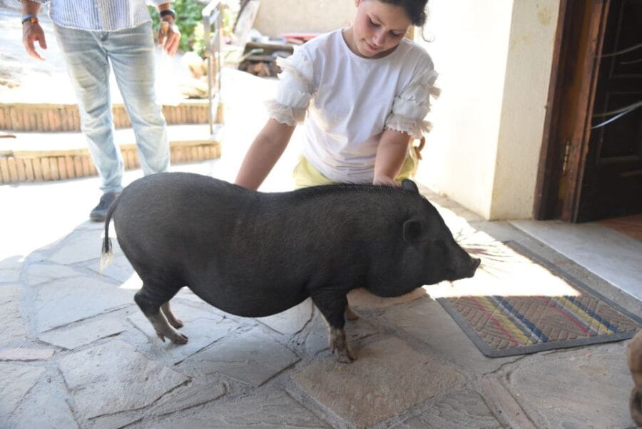 Sorrento: Farm Tour with Cheese Tasting & Pizza Making Class - Cheese Making: Demonstration & Tasting