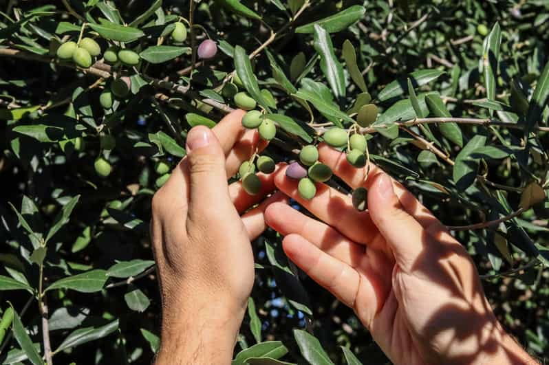 Sorrento: Guided Olive Mill Visit with Tastings - Who Is This Tour Best For?