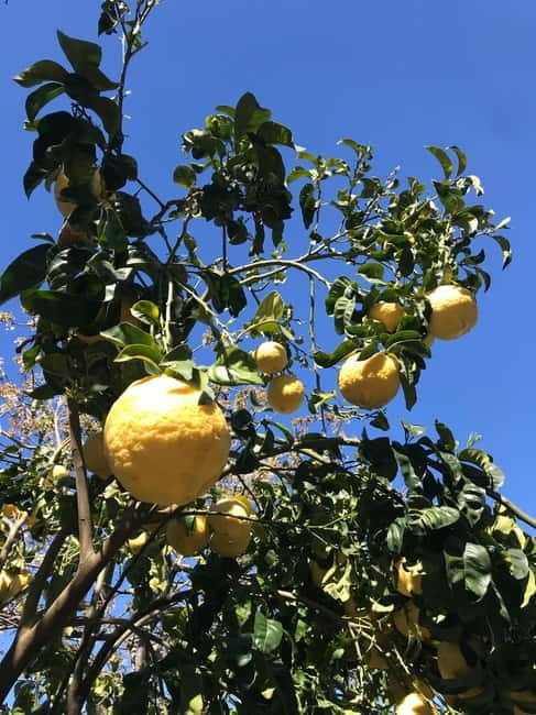 Sorrento:Garden tour of Lemons and Oranges tree - Scenic Views and Garden Details
