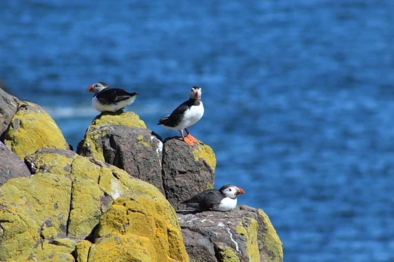 South Queensferry: Birdwatching Cruise with RSPB Guide - The Itinerary: A Closer Look at the Highlights