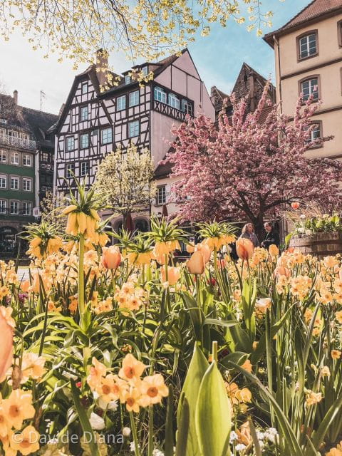 Strasbourg: Gastronomic and Walking Tour in the Old Town - Price and Logistics