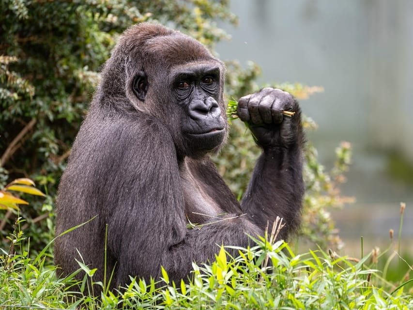 Stuttgart: Wilhelma Zoological-Botanical Garden Ticket - The Animal Exhibits: From Koalas to Giraffes