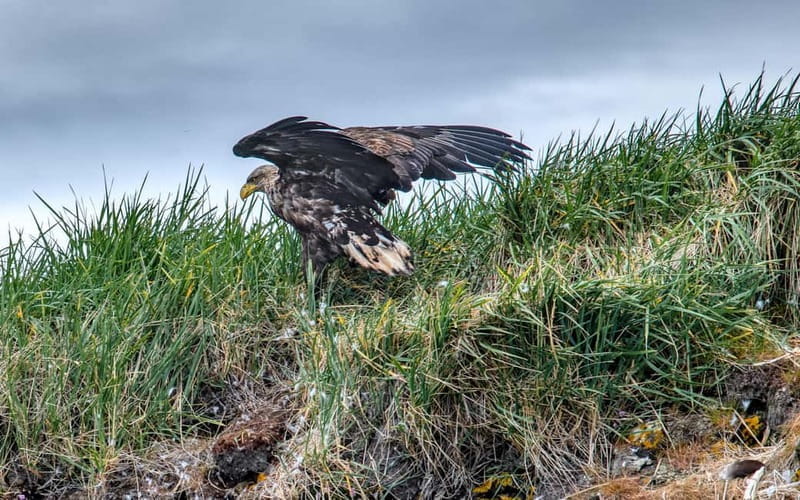 Stykkishólmur: Puffin and Wildlife Boat Tour - Who Will Love This Tour?