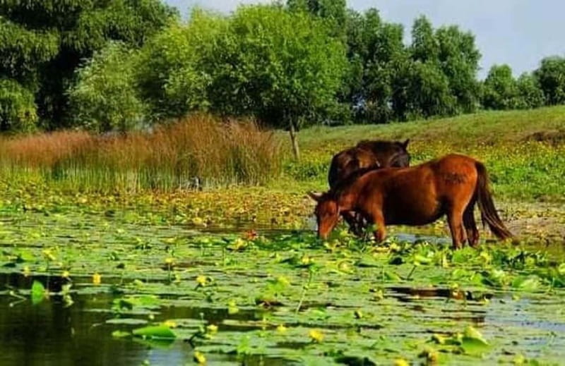 Sulina: Letea Forest Day Trip - Who Should Consider This Tour?