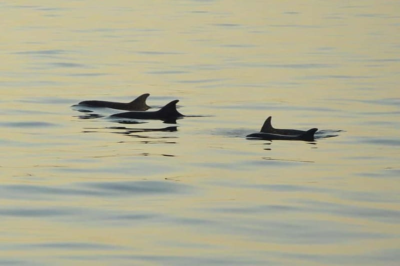 Sunset Dolphin Cruise with Dinner  Medulin Archipelago - The Sum Up