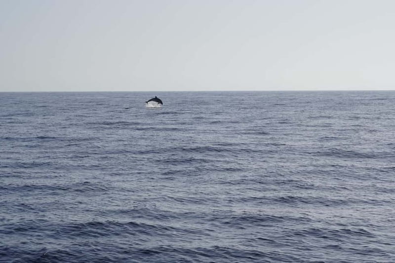 Sunset Dolphin Watching Tour on Hybrid Boat in Small Group - The Itinerary in Detail: What to Expect on the Water