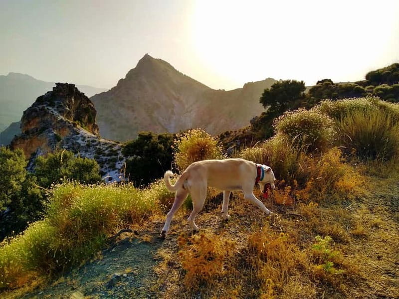 Sunset Hike & Summit Sierra Nevada with pup - Discovering the Sierra Nevada: From Granada’s Heart to Mountain Heights