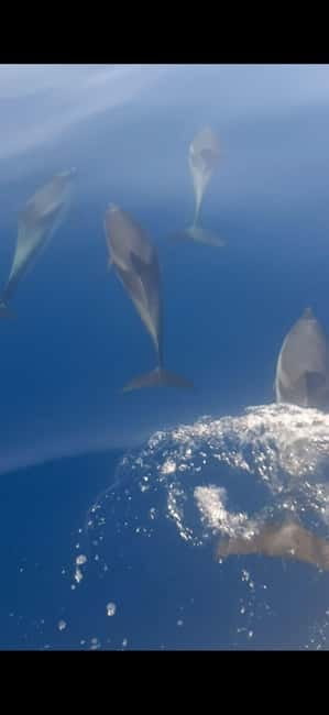 Sunset tour in search of dolphins with aperitif - Price and Logistics: Good Value in a Small Package