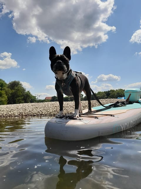 SUP Station Würzburg: SUP board rental, courses, training directly on the Main - Entering the World of Stand-Up Paddleboarding in Würzburg