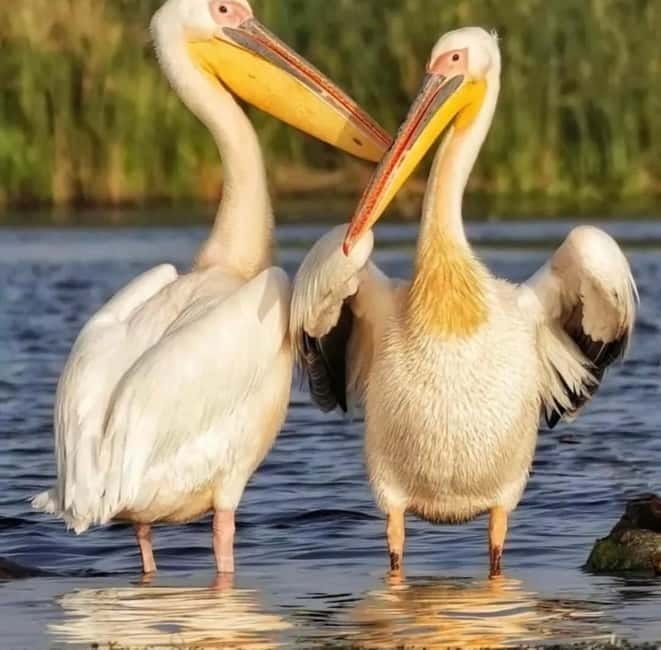 SUPER TOUR: Day Trip to Danube Delta - Discovering The UNESCO World Heritage Site