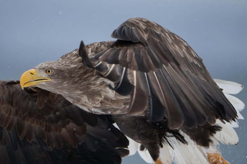 Svolvær: White-Tailed Eagle Safari with professional RIB - Exploring the Arctic Fjords from Svolvær: An In-Depth Review
