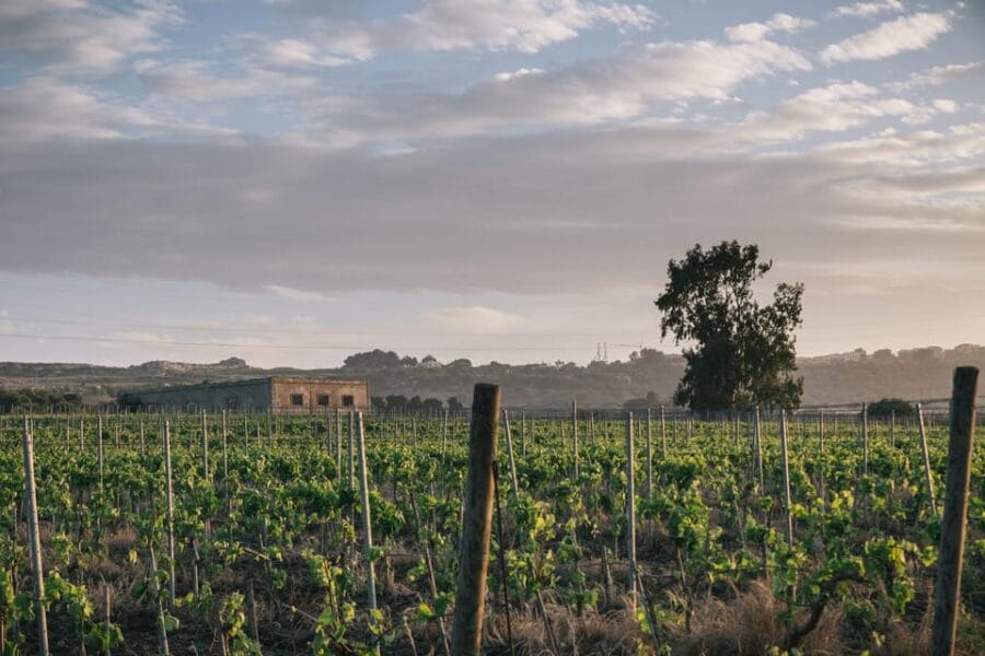 Syracuse: Exclusive Sicilian Wine Tasting Experience - Price and Logistics