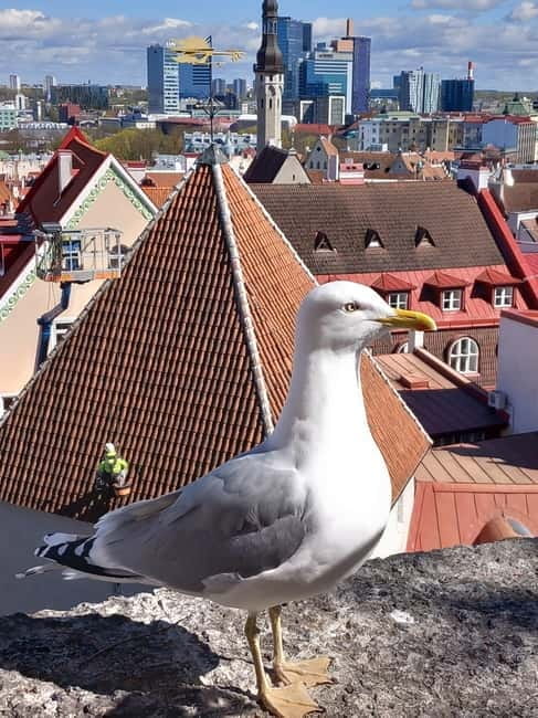 Tallinn: Lower and Upper Town (Guided Walking Tour) - The Sum Up