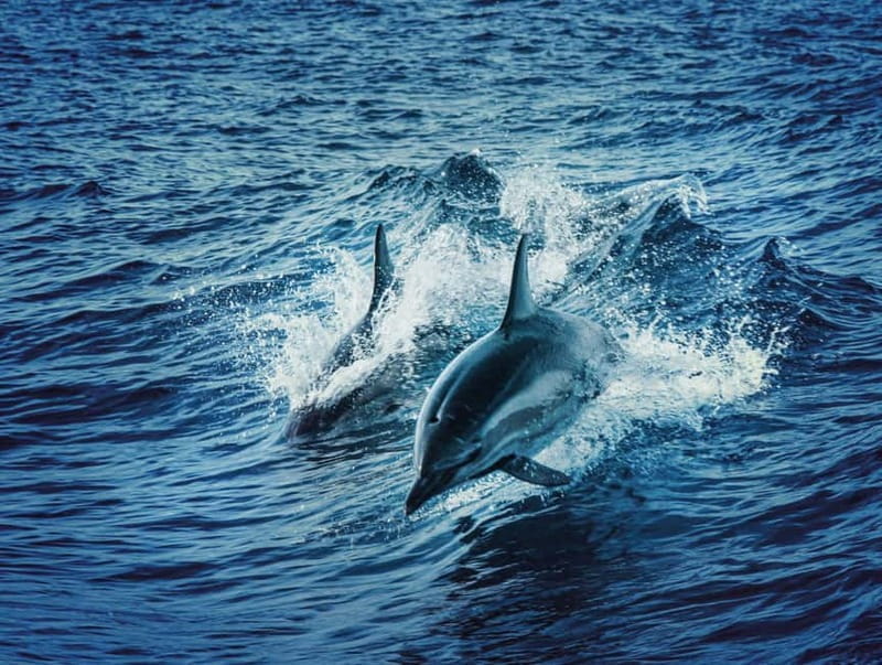 Taormina and Giardini Naxos: 2 Hour Dolphin Tour & Grotto - Who Is This Tour Best For?