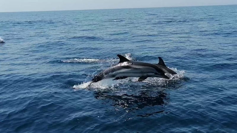 Taranto: Private Boat Trip with Swimming, Dolphin Watching - Why a Private Boat Trip in Taranto Is a Great Choice