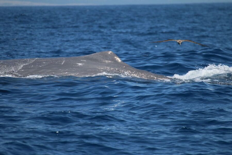 Tarifa: Whale & Dolphin Watching in the Strait of Gibraltar - Who Should Consider This Tour?