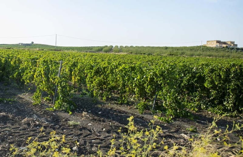 Tasting of EVO Wines and Oil in the countryside of Agrigento - Exploring the Heart of Sicilian Flavors