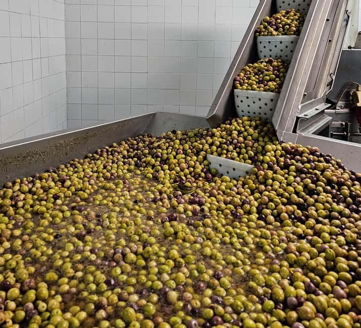 Tavira City & Olive Factory Tuktuk tour - Price and Logistics: What You Need to Know