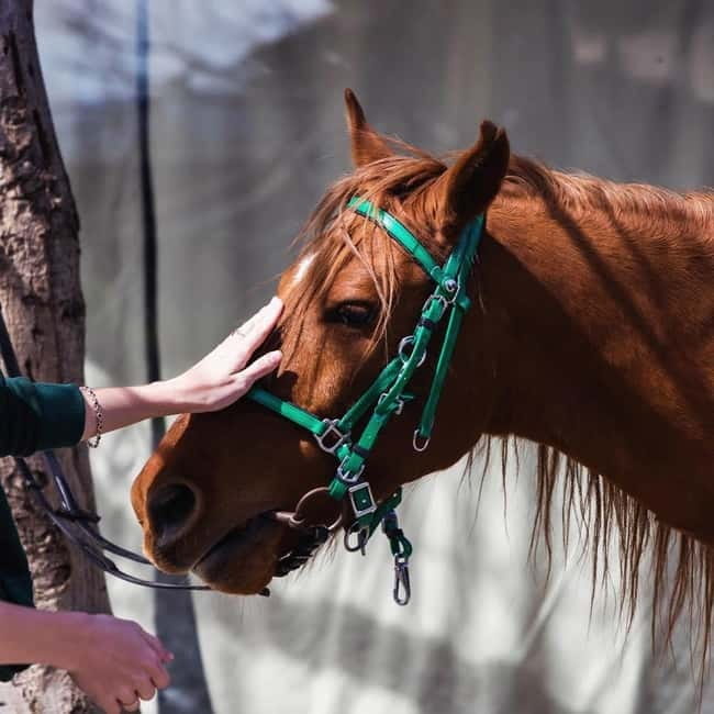 Tbilisi: Kakheti Horse Riding, Wine Tasting, and Cooking - Who Will Love This Tour?