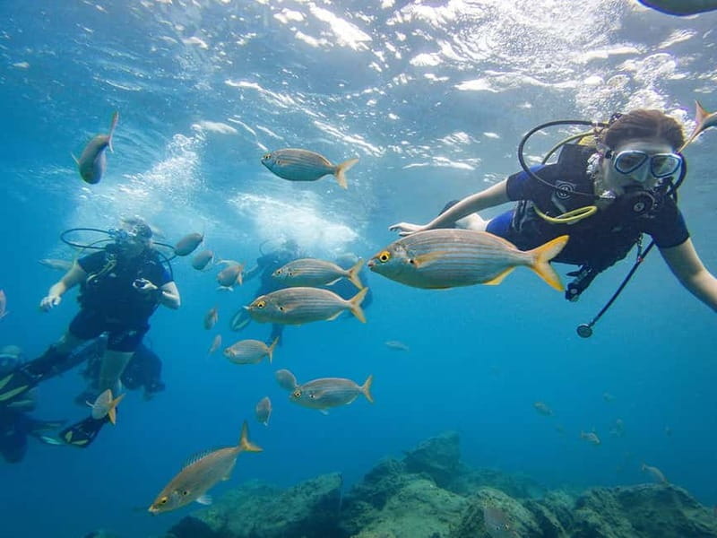 Tenerife: Beginner Scuba Diving Experience with Pickup - Exploring Tenerife’s Underwater World: A Thorough Review