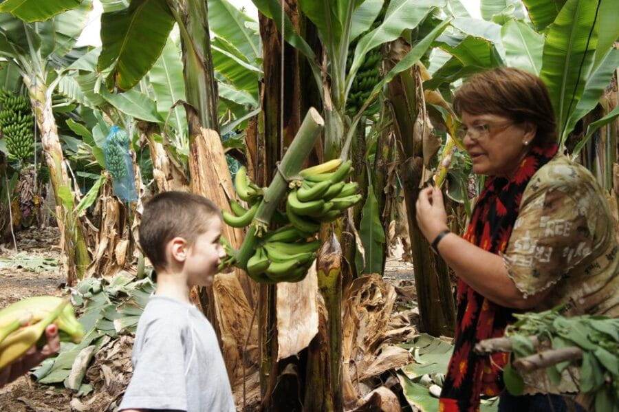 Tenerife: Finca Las Margaritas Banana Plantation Experience - Entering the Bananas: Setting the Scene