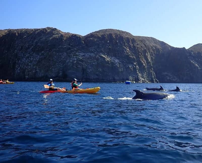Tenerife: Kayak & Snorkel Tour with Snacks & Sea Life Safari - Detailed Breakdown of the Experience
