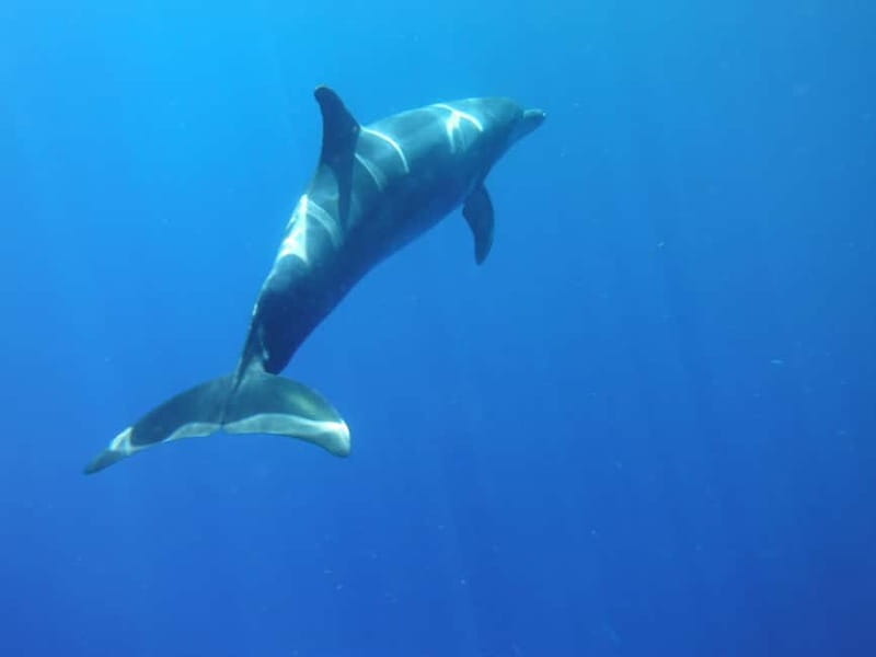 Tenerife: Kayak & Snorkel Tour with Turtles and Dolphins - The Sum Up: Is This Kayak & Snorkel Tour Worth It?