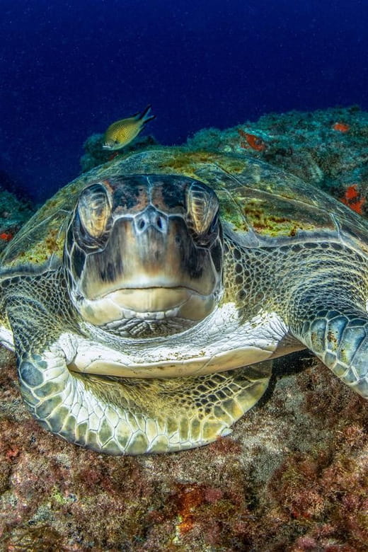 Tenerife: Scuba Diving Experience for Every Level - FAQ