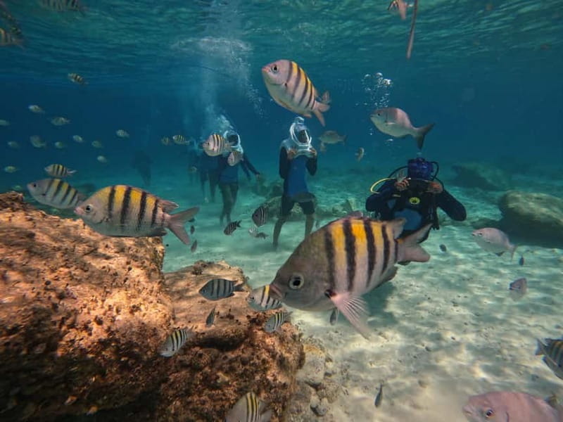 Tenerife: Underwater Walk - Sea Trek Experience - The Details: Equipment, Safety, and Logistics