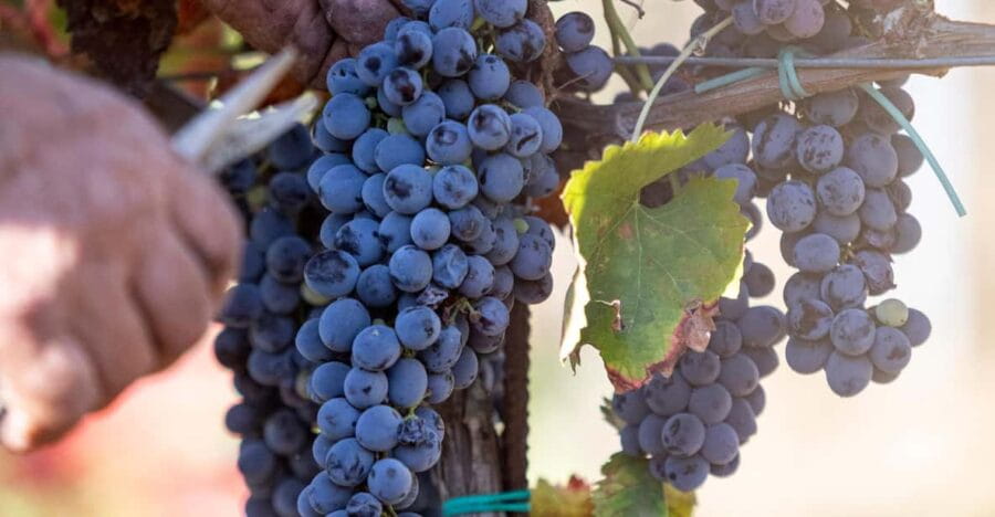 Tenuta Valle delle Ferle: Wine & food tasting in Caltagirone - Entering the World of Sicilian Organic Wines