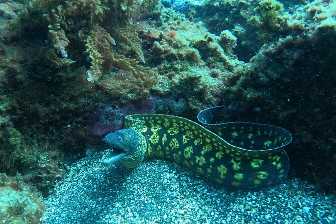 Terceira Azores: Scuba-Double dive Trip(certified Divers) - The Practical Side: Logistics, Cost, and Value