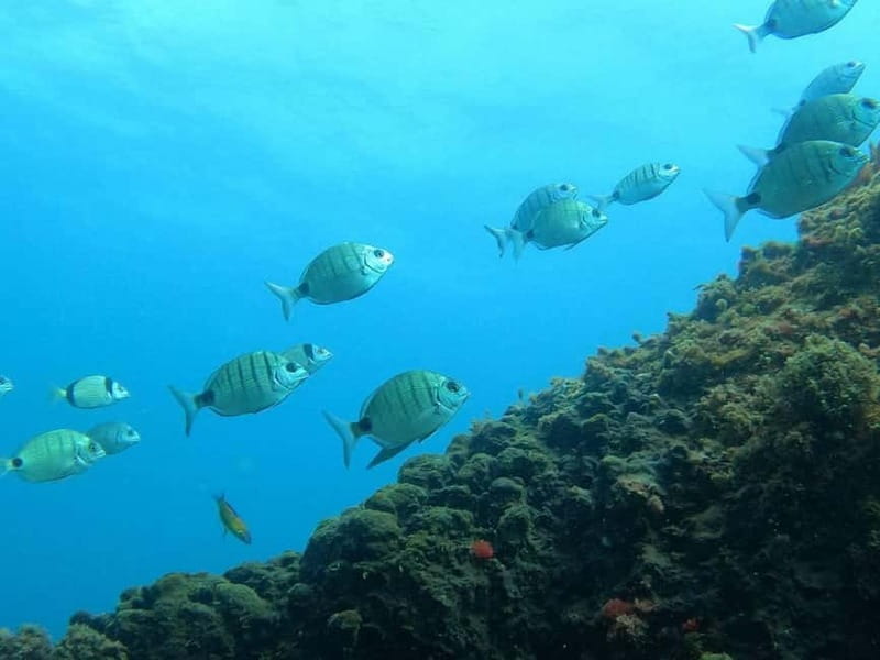 Terceira Island: Snorkeling Adventure - Who Will Love This Experience?