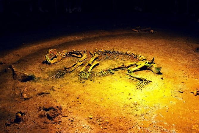 The Bear's Cave - One-Day Air conditioned car Tour from Oradea - Practical Tips for Your Visit