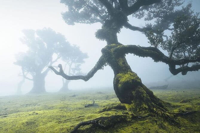 The Fanal Forest by Feeling Madeira - The Itinerary in Detail