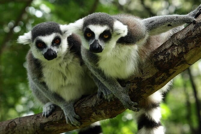 The FoolsCode: EscapeRoom/Sightseeing tour with Actor Tourguide - Fisherman’s Bastion: More Than Just a Viewpoint