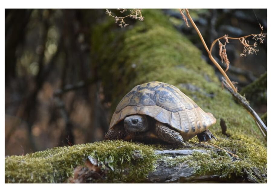 The Island of the Snakes - Golem Grad - The Guide’s Role: Knowledge and Narration