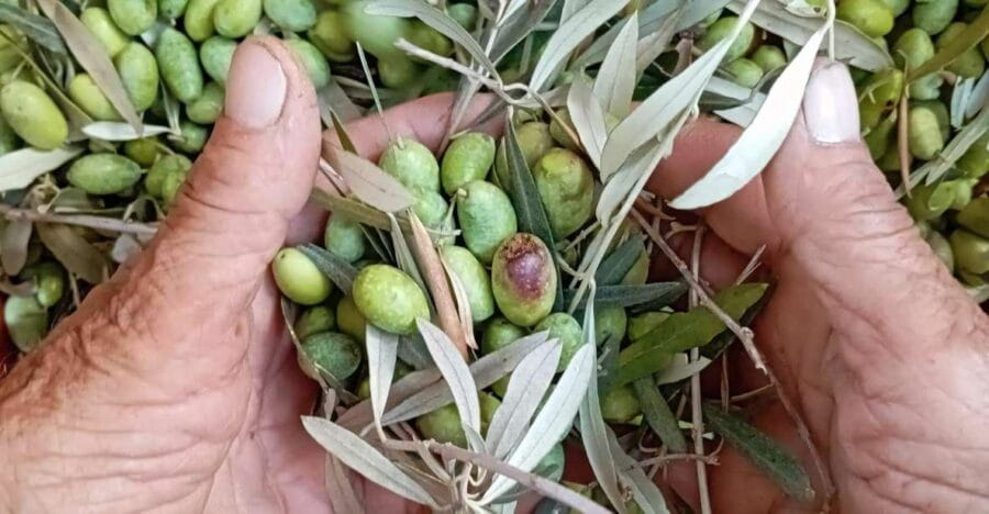 The Olive Oil Experience @ Lefkada Micro Farm - The Scenic and Cultural Journey at Lefkada Micro Farm