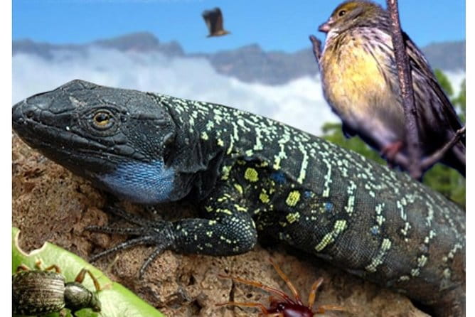 Ticket to Parque del Drago in Tenerife - The Itinerary: A Closer Look