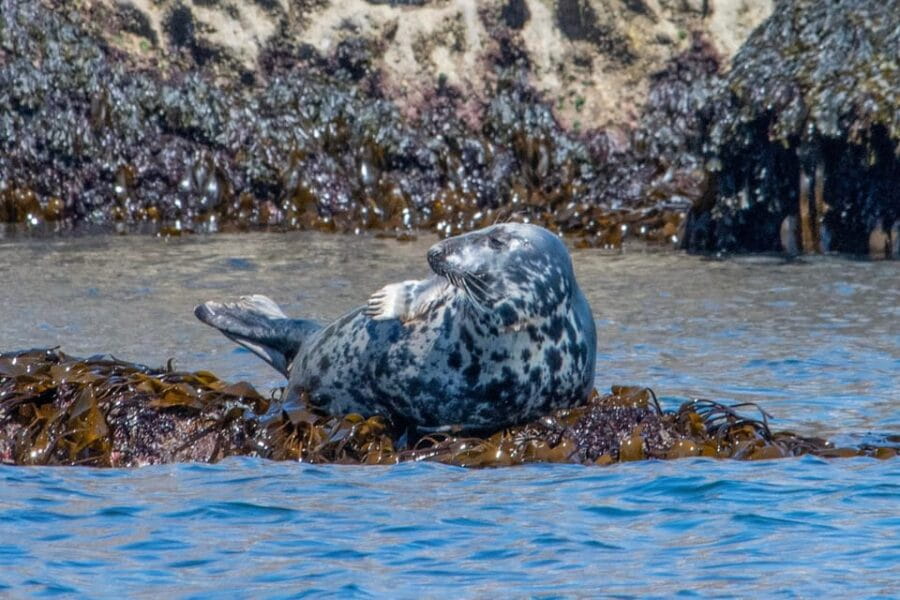 Torquay: High-Speed RIB Boat Ride - The Route and Scenic Highlights